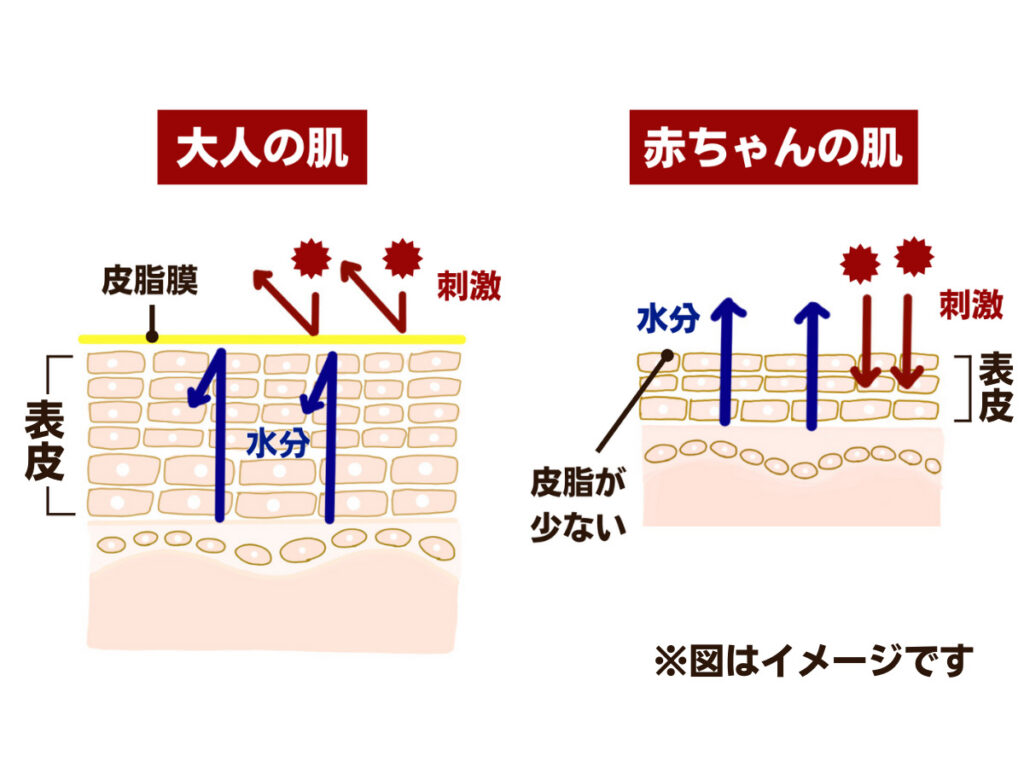 大人の肌　赤ちゃんの肌　比較