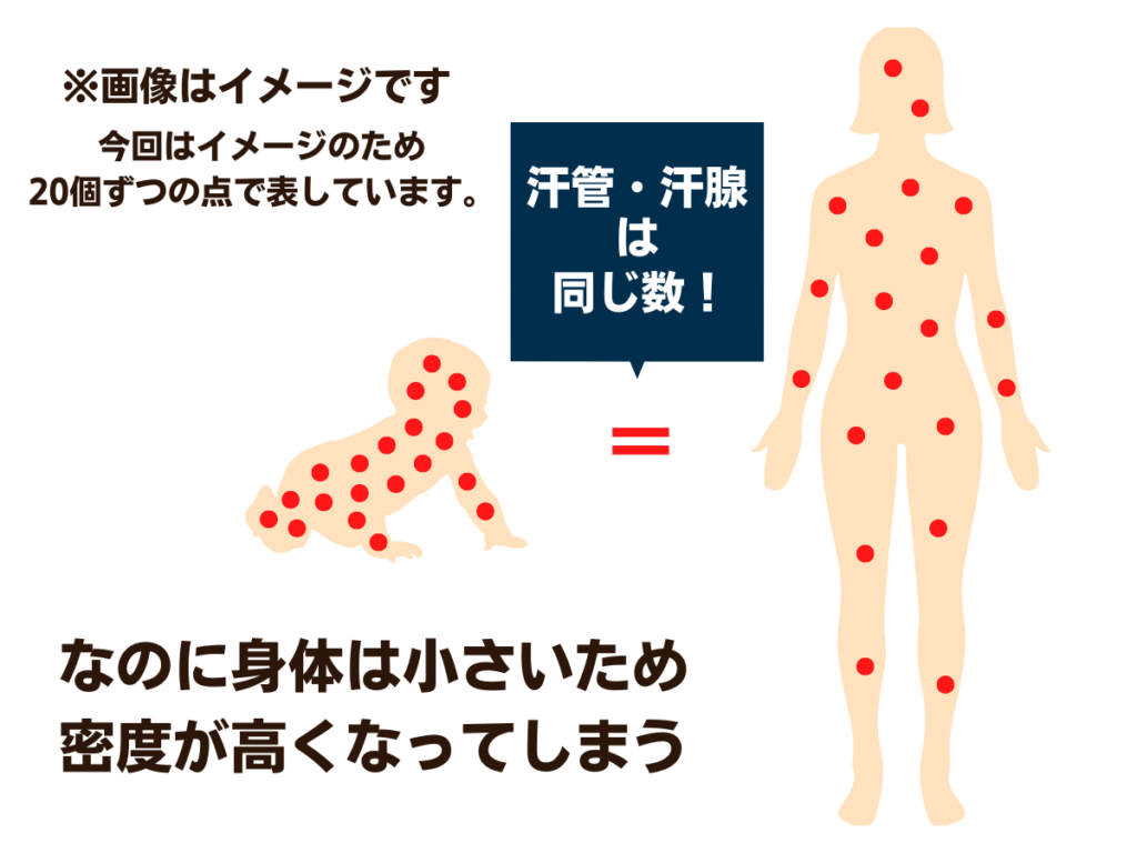 汗腺　汗管　イメージ